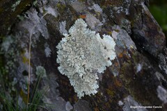 Xanthoparmelia tinctina