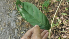 Lithocarpus