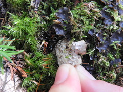 Peltigera horizontalis