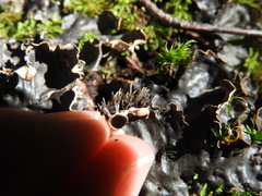 Peltigera horizontalis