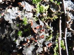 Peltigera horizontalis