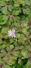 Geranium versicolor