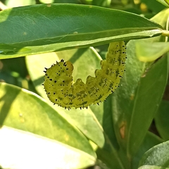 Phoebis philea