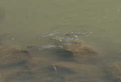 Planiliza subviridis