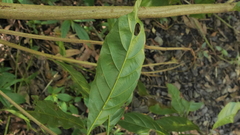 Lithocarpus