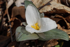 Trillium nivale