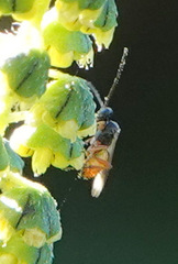 Euplectrus