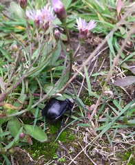 Geotrupes spiniger