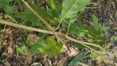 Lithocarpus