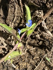 Commelina diffusa