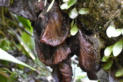 Auricularia heimuer