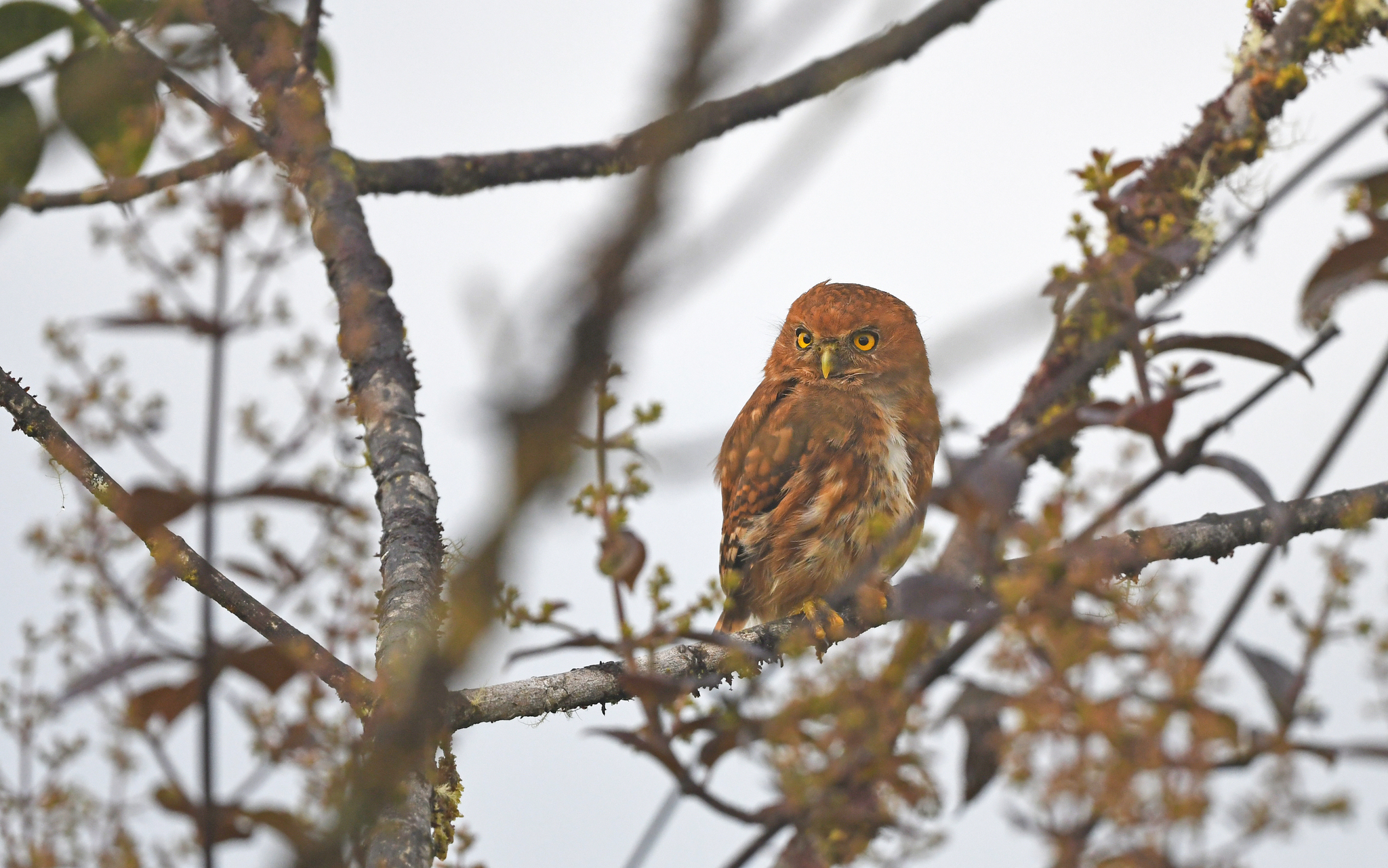 Cloud-forest Pygmy Owl (Glaucidium nubicola), photo 5