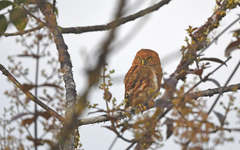 Glaucidium nubicola