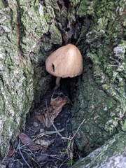 Candolleomyces candolleanus