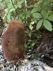 Fuscoporia ferruginosa
