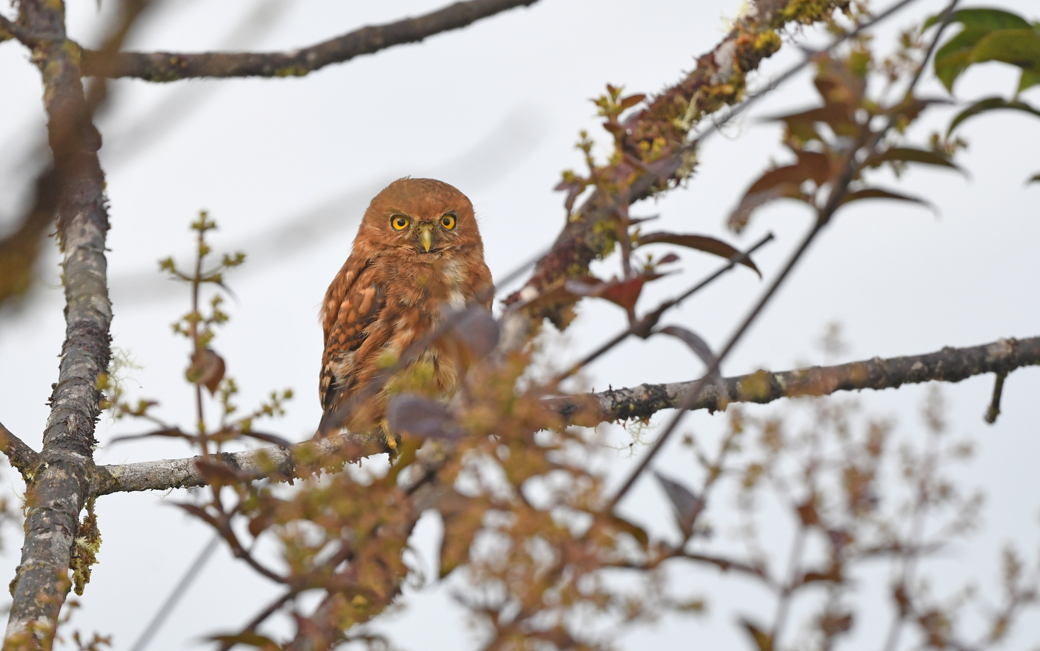 Cloud-forest Pygmy Owl (Glaucidium nubicola), photo 7