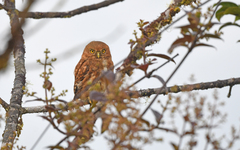 Glaucidium nubicola