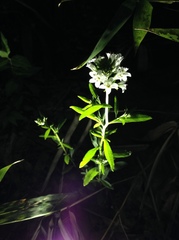 Lysimachia candida