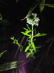 Lysimachia candida