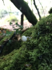 Oudemansiella