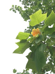 Liriodendron × sinoamericanum