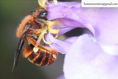 Osmia mongolica