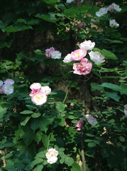 Rosa
