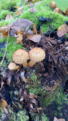 Pholiota squarrosa