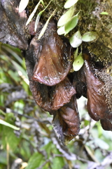 Auricularia heimuer