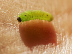 Tenthredinoidea