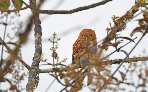 Cloud-forest Pygmy Owl (Glaucidium nubicola), photo 6
