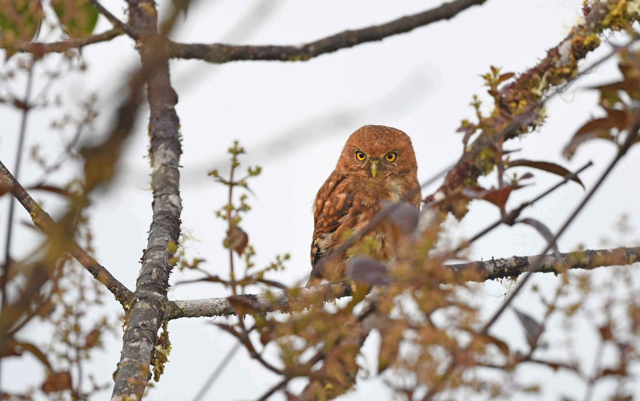 Cloud-forest Pygmy Owl (Glaucidium nubicola), photo 6