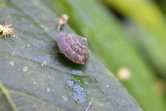 Plectotropis mackensii