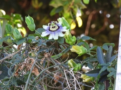 Passiflora caerulea