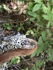 Fuscoporia ferruginosa