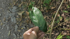 Lithocarpus