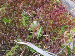 Booneacris glacialis