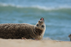 Phoca vitulina vitulina