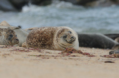 Phoca vitulina vitulina