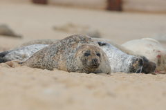 Phoca vitulina vitulina