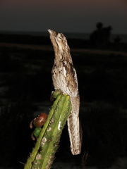 Nyctibius griseus