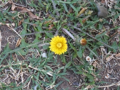 Taraxacum officinale