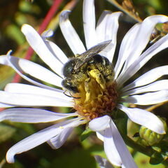 Lasioglossum leucozonium
