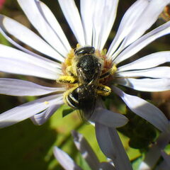 Lasioglossum leucozonium