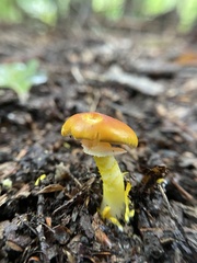 Amanita flavoconia