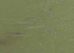 Planiliza subviridis