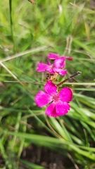 Dianthus