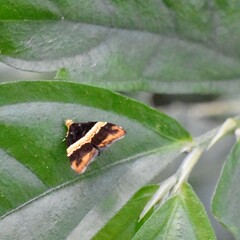 Choreutis basalis