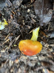 Amanita flavoconia