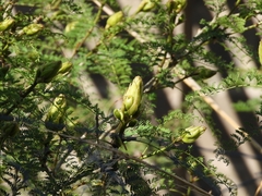Erythrostemon gilliesii